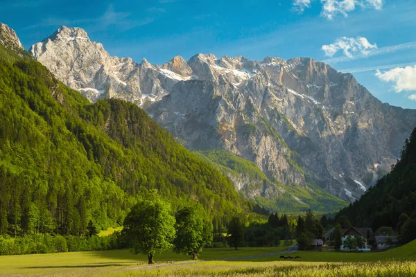 Maestoso Paesaggio Alpino Estivo Prati Verdi Alte Montagne Innevate Valle — Foto Stock