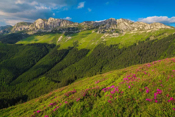 Schilderachtige Zomer Landschap Frisse Kleurrijke Roze Rododendron Bergbloemen Heuvels Bucegi — Stockfoto
