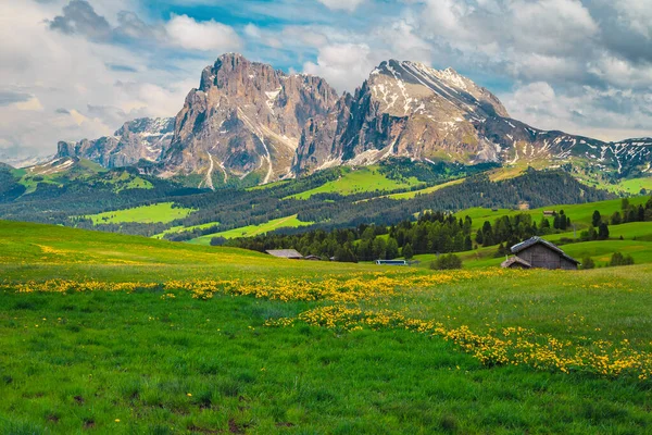 Admirable Summer Scenery Yellow Flowers Snowy Mountains Background Alpe Siusi — Stock Photo, Image