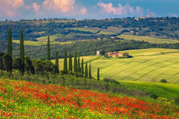 Verão Paisagem Toscana Com Flores Papoula Vermelha Campos Grãos Capela — Fotografia de Stock