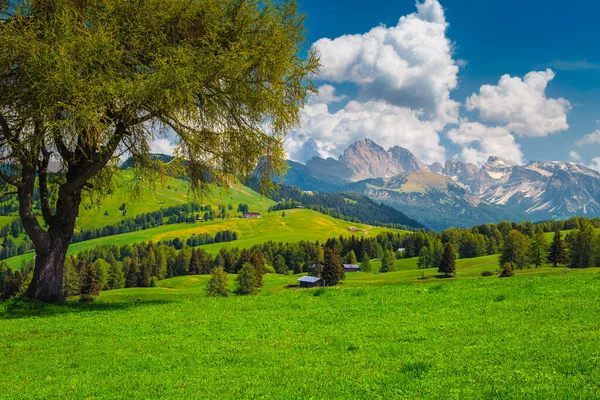 Wunderschöne Alpine Frühlingslandschaft Mit Blühenden Grünen Wiesen Und Kiefernwäldern Auf — Stockfoto