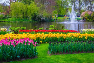 Renkli laleler ve bahar çiçekleriyle süslü çiçek fidanlığı, Keukenhof bahçesi, Hollanda, Avrupa