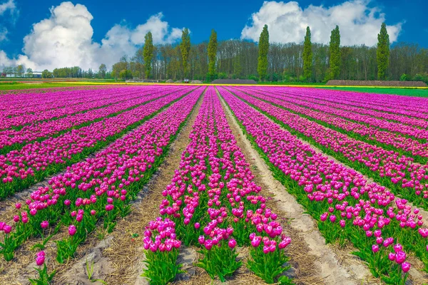 Landbouwgrond Met Kleurrijke Roze Tulpenvelden Bij Leiden Nederland Europa — Stockfoto