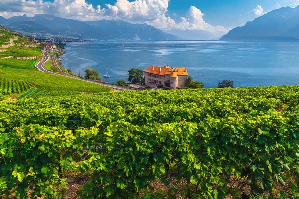 Encostas Pitorescas Com Vinhas Margem Lago Genebra Rivaz Cantão Vaud — Fotografia de Stock