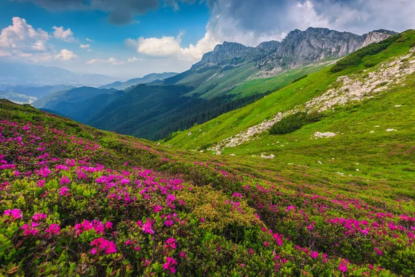 Adembenemend Zomerlandschap Alpiene Kleurrijke Roze Rododendron Bergbloemen Hellingen Bucegi Bergen — Stockfoto