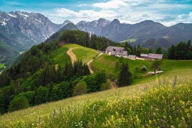 Renkli alp çiçeklerinin ve arka planda karlı dağların olduğu çarpıcı bahar manzarası, Logarska Dolina (Logar Valley), Slovenya, Avrupa 