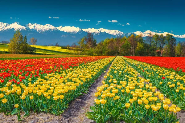 Beautiful Nature Landscape Concept Amazing Various Colorful Tulip Fields Yellow — Stock Photo, Image