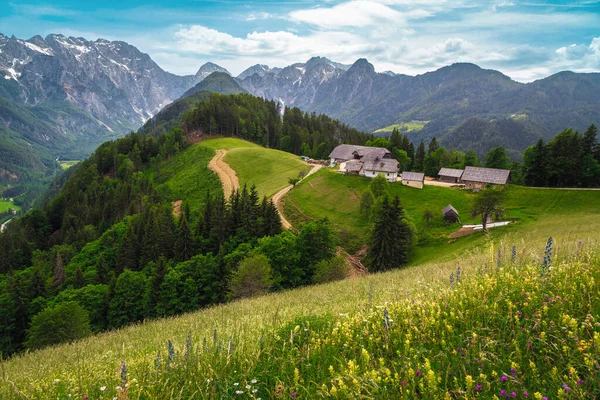 カラフルな高山の花や雪の山を背景にした見事な春の風景 Logarska Dolina Logar Valley スロベニア ヨーロッパ — ストック写真