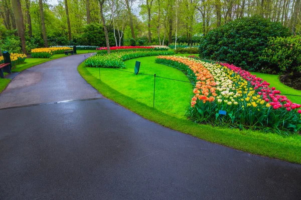 Весенние Пейзажи Живописном Туристическом Саду Keukenhof Цветущими Различными Свежими Тюльпанами — стоковое фото