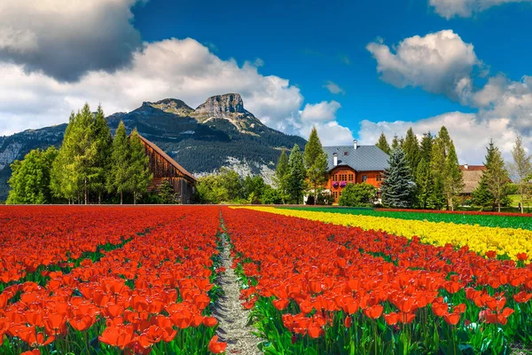 Admirable Spring Countryside Landscape Colorful Various Tulip Plantations Seasonal Flowery — Stock Photo, Image