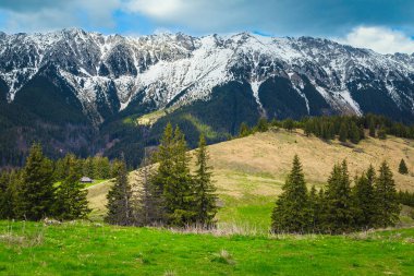 Arka planda bahar ormanı açıklığı ve karlı Piatra Craiului dağları, Karpatlar, Romanya, Avrupa