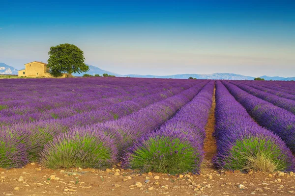 絵のように美しい夏の風景や写真の場所 ラベンダープランテーション ヴァレンソール プロバンス フランス ヨーロッパで栽培された農業用バイオレットラベンダーの行と古い石造りの家 — ストック写真