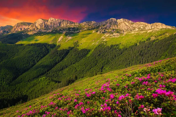 Stunning Summer Landscape Fresh Colorful Pink Rhododendron Mountain Flowers Hills — Stock Photo, Image