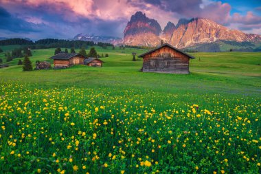Yeşil tarlalarda (trollius) ve günbatımında karlı dağlarda sersemletici yaz manzarası, Alpe di Siusi, Dolomitler, İtalya, Avrupa