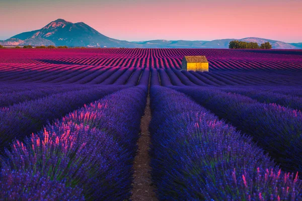 Fantastisk Natur Med Lavendelplantager Markerne Lavendel Rækker Med Spektakulære Blomstrende - Stock-foto