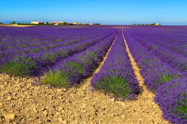 美丽的夏季华丽的风景与紫色薰衣草行 法国普罗旺斯地区华伦底种植的具有壮观对称行的农业薰衣草种植园 — 图库照片