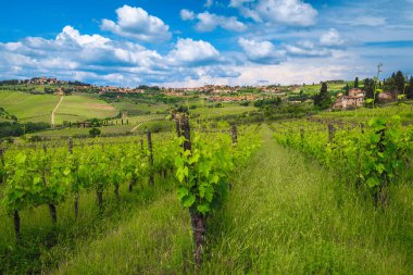 Yamaçlarda yeşil üzüm bağları ve üzümler. Picturesque Panzano, Chianti manzaralı güzel bulutlar ve üzüm bağları ön planda, Toskana, İtalya, Avrupa