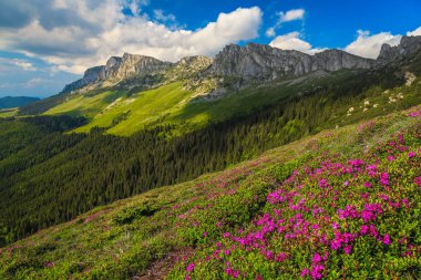 Karpatlar 'daki çiçekli dağ yamaçları. Tepelerde açan pembe rhododendron çiçekleri, Bucegi dağları, Romanya, Avrupa