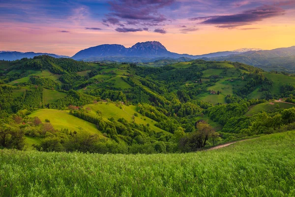 日没の斜面に緑のフィールドや森林と魔法の夏の農村風景 Piatra Craiului山を背景に ホルバフ ルーマニア ヨーロッパ — ストック写真