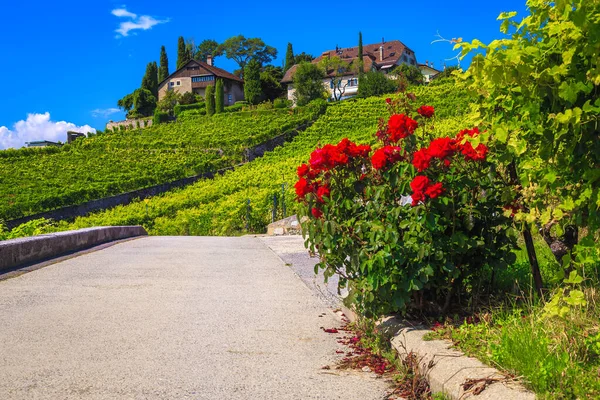 Célèbres Vignobles Terrasses Ordonnées Rivaz Vignobles Verts Plantations Vignes Avec — Photo