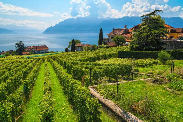 Paisagem Espetacular Com Vinhedos Lago Genebra Fundo Rivaz Cantão Vaud — Fotografia de Stock