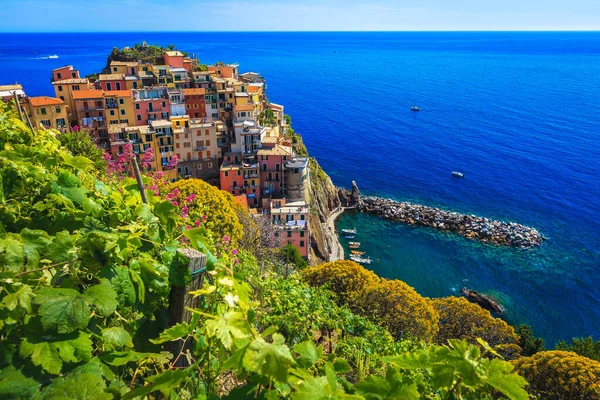 素晴らしいブドウ畑と海の岸にカラフルな地中海の花 Manarola村と青い海 Cinque Terre Liguria イタリア ヨーロッパの丘からの素晴らしい景色 — ストック写真