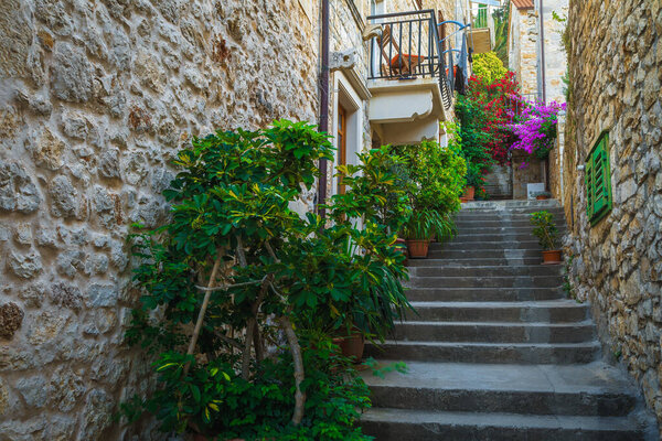 Stunning narrow old street with ornamental green plants. Rustic medieval narrow street with colorful flowers, Hvar town, Hvar island, Dalmatia, Croatia, Europe