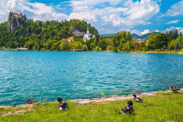 절벽에 호수가에 슬로베니아 발라드 오리가 — 스톡 사진