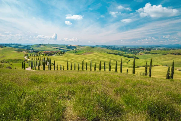 Schöne Ländliche Sommerlandschaft Der Toskana Erstaunlich Grüne Getreidefelder Und Kurvenreiche — Stockfoto