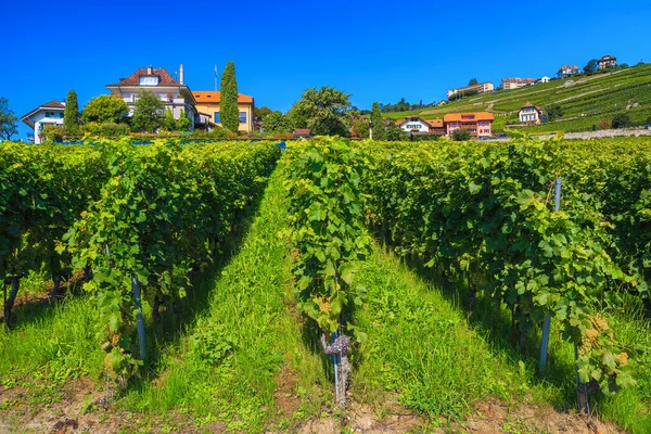 Admirable Gardens Terraced Vineyards Hills Rivaz Canton Vaud Switzerland Europe — Stock Photo, Image