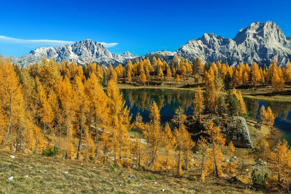 Incroyable Forêt Automne Colorée Avec Lac Alpin Pittoresque Séquoias Colorés — Photo