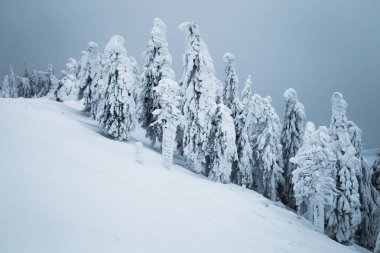 Görkemli sisli, donmuş kış ormanı ve karla kaplı çam ağaçları, Karpatlar, Romanya, Avrupa