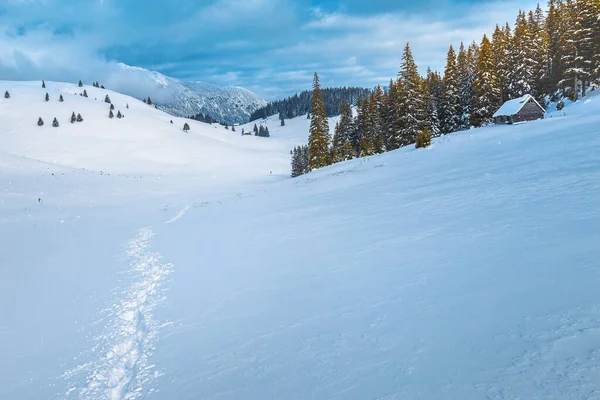 Märchenhafte Winterlandschaft Mit Schneebedeckten Kiefern Und Wald Der Wunderschönen Wildnis — Stockfoto