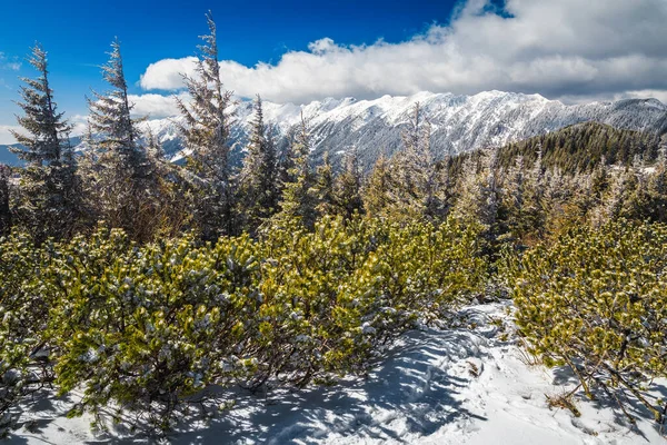 Величественные Замёрзшие Зимние Лесные Пейзажи Снежными Соснами Заснеженными Горами Piatra — стоковое фото