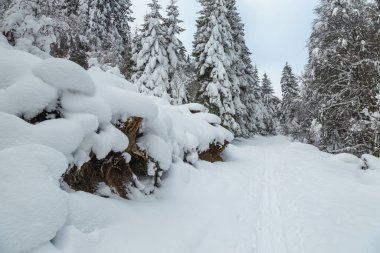 Karlı çam ağaçları ve karla kaplı yollarla donuk kış ormanı manzarası