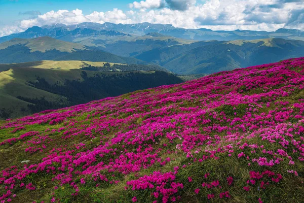 Gyönyörű Nyári Természet Táj Virágzó Színes Rózsaszín Rododendron Virágok Hegyi — Stock Fotó