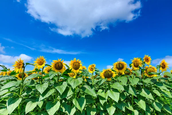 Sunflowers over cloudy blue sky — Stock Photo, Image