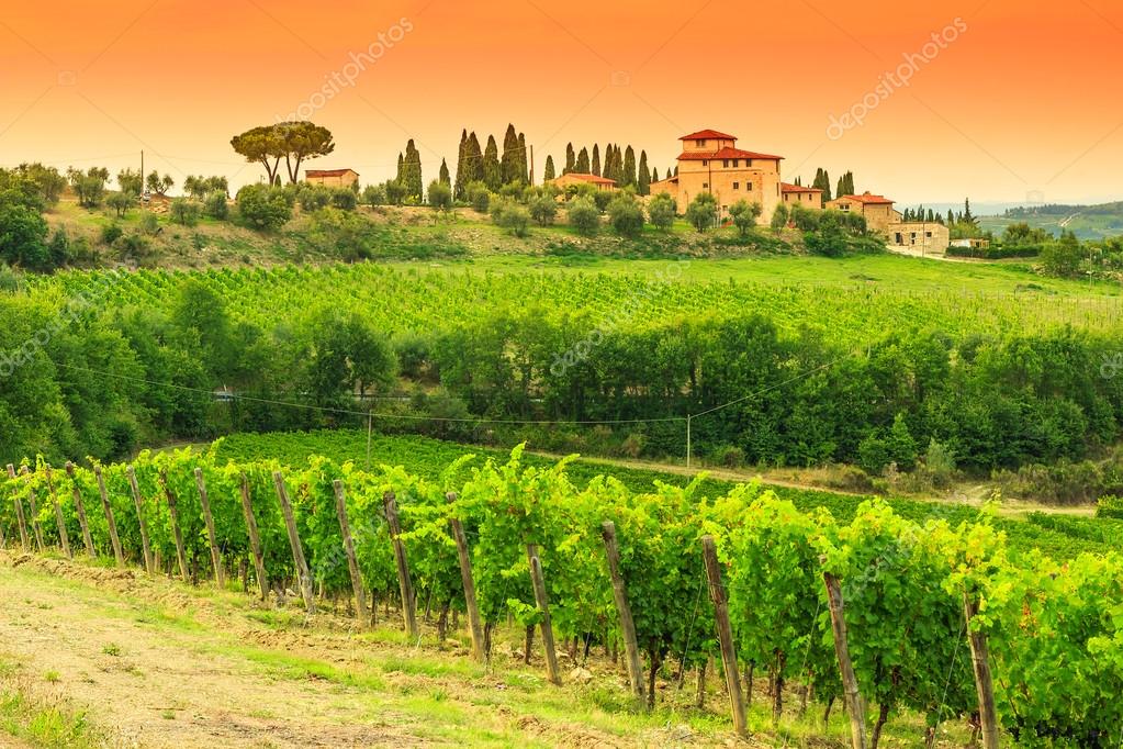 Italian Vineyard Paintings