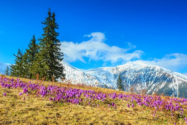 Primavera paisagem e belas flores de croco, montanhas Fagaras, Cárpatos, Roménia — Fotografia de Stock