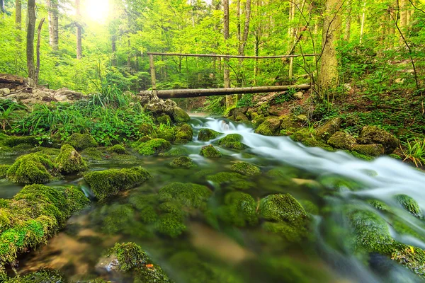 Våren landskap och träbro i skogen, Transsylvanien, Rumänien — Stockfoto