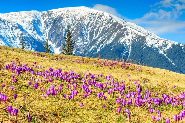 Våren landskap och vackra crocus blommor, Făgăraş bergen, Karpaterna, Rumänien — Stockfoto