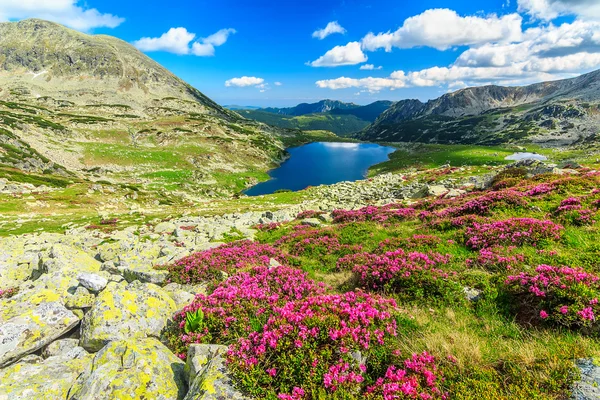 Mágikus rhododendron virágok és a Bucura hegyi tavak, Retyezát-hegységben, Románia — Stock Fotó