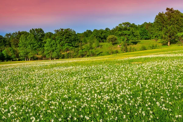 Paisagem deslumbrante e prado de primavera com flores brancas narcisos — Fotografia de Stock