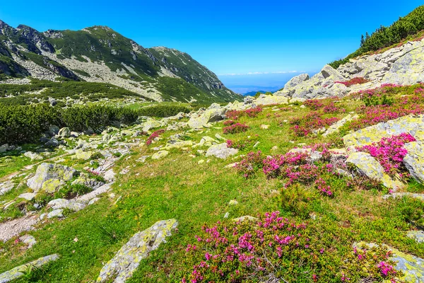 아름 다운 분홍색 진달래 꽃, 계곡 Retezat, Carpathians, 루마니아 — 스톡 사진