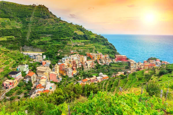 Vigneto e centro storico di Manarola, Italia, Europa — Foto Stock