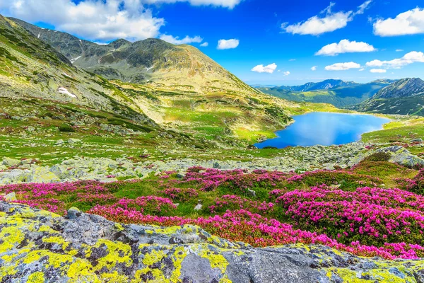 Flores mágicas de rododendros e lagos de montanha Bucura, montanhas Retezat, Roménia — Fotografia de Stock