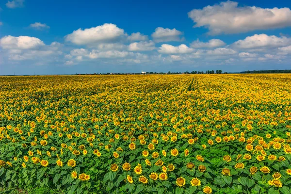 Stunning field of sunflowers and cloudy sky,Buzias,Romania,Europe — Stock Photo, Image