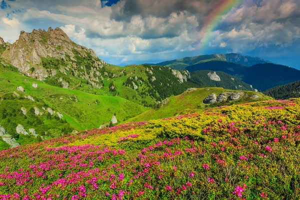 Impresionantes flores de rododendro rosa en las montañas, Ciucas, Cárpatos, Rumania — Foto de Stock