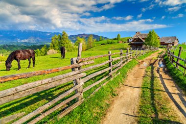 Çiftlikte, kepek, Transilvanya, Romanya, Europe otlayan atlar