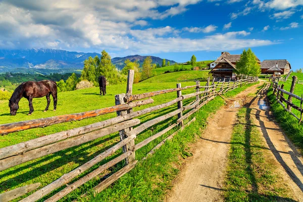 Grazing horses on the ranch,Bran,Transylvania,Romania,Europe — Stock Photo, Image